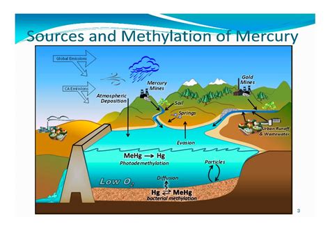 Sources And Adverse Environmental Effects Of Methylmercury