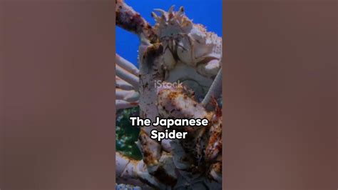 Japanese Spider Crab 🦀🦀🦀 Youtube