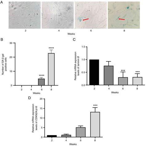 Transcriptional Regulation Of CDKN2A P16 By Sirtuin 7 In Senescence