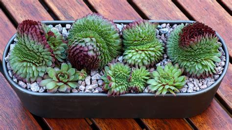 Sempervivum 'Houseleeks' Care & Growing Tips | UpGardener