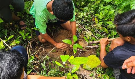 Planting Tree Sumatra Jungle Trekking