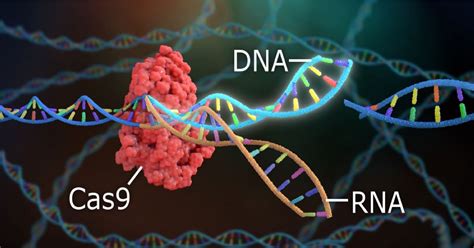 Crispr Cas Mediated Gene Knockout Protocol Onelab