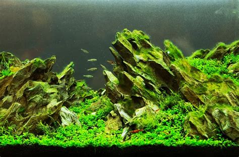 Aquascaping A Tank Of Beauty Petguide