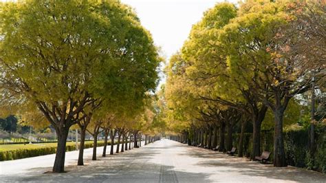 Uma Rua Arborizada Com Uma Fileira De árvores No Meio Foto Premium