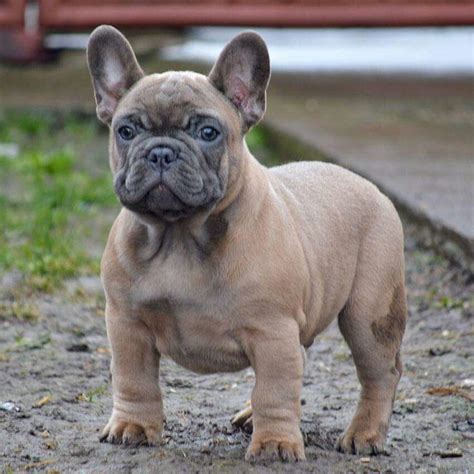 Blue Fawn French Bulldog Adults | French Bulldog