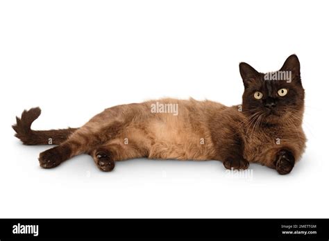 Munchkin Shorthair Cat Stock Photo Alamy