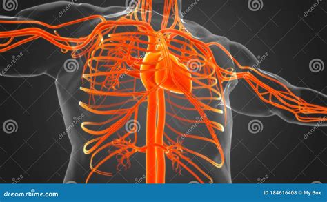 Cuore Umano Con Anatomia Del Sistema Circolatorio Per Concetto Medico