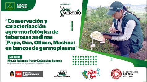 Conservaci N Y Caracterizaci N Agro Morfol Gica De Tuberosas Andinas En