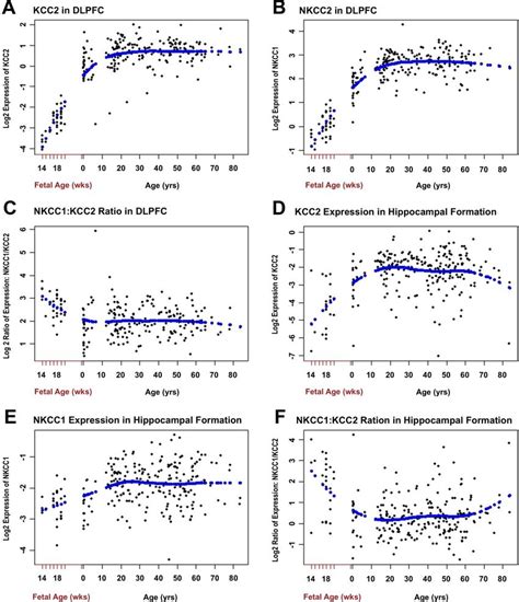 Cotransporter Expression Patterns In Dlpfc And Hippocampal Formation