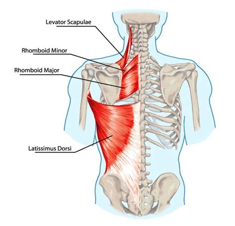 Best Lat Exercises For Home Workouts Build A Stronger Back