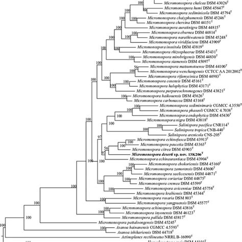 Phylogenomic Tree Based On Whole Genome Sequence Data Of Strain 13K206