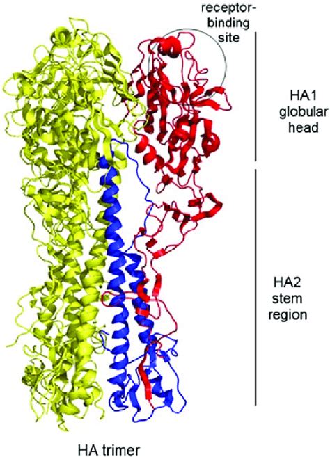 Structure Of The Influenza HA Protein The Representative Structure HA