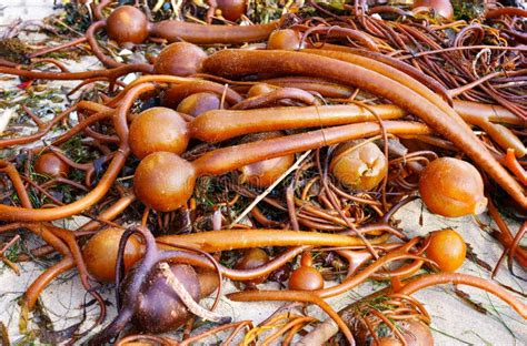 Group Of Bull Kelp Seaweeds Washed Ashore Stock Photo Image Of Ocean