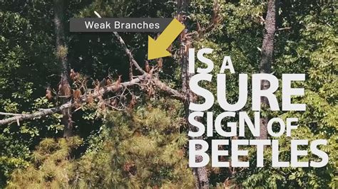 A Pine Bark Beetle Infestation Can Kill A Pine Tree In 2 To 4 Weeks