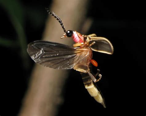 Photinus Pyralis Common Eastern USA Firefly Photinus Pyralis