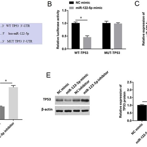 The Targeted Regulation Of Mir 122 5p On Tp53 A The Binding Site Of