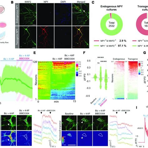 Grab Npy1 0 Sensor Imaging In Cultured Cortical Neurons During Download Scientific Diagram