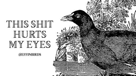 Effin Birds Effinbirds Twitter Funny Birds Work Humor I Love