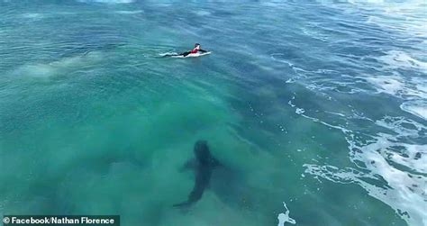 Chilling Moment Great White Shark Glides Between Three Surfers At South