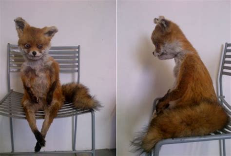 Bad Taxidermy Fox Gif