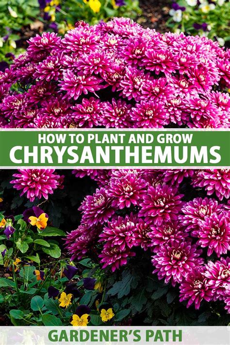 How To Grow And Care For Chrysanthemums Gardeners Path