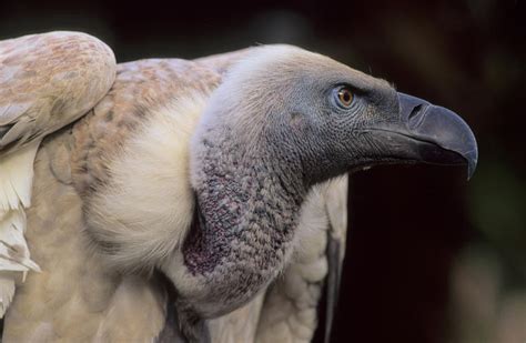 Vulture Adaptations - Birds - South Africa