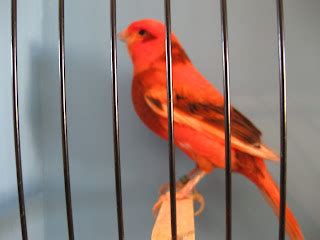 Canary Tales: Three Distinct Feather Types and Equivalent Synonyms