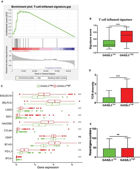 Frontiers Elevated GAS2L3 Expression Correlates With Poor Prognosis