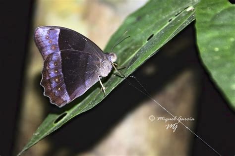 Amazonía Peruana Pilpintuwasi El ojo de cristal Fotografía Amateur