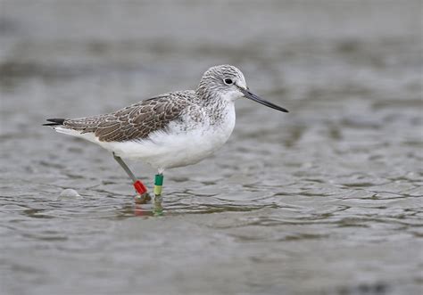 shorebirds wader id guide  matthew feargrieve