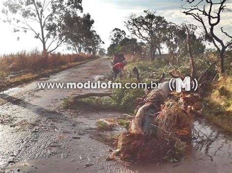 Temporal Com Ventos Intensos Derruba árvores E Provoca Interdição Da Mg