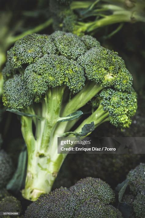 Broccoli Bunch High Res Stock Photo Getty Images