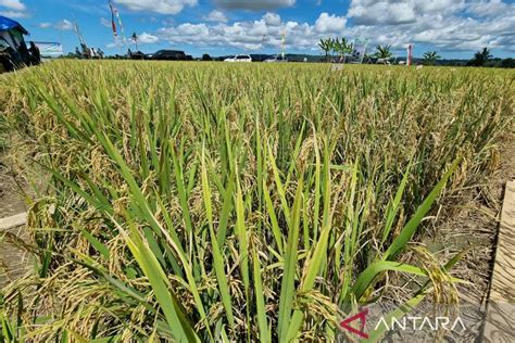 Nilai Tukar Petani Papua Barat Pada Januari Naik Tipis Antara News