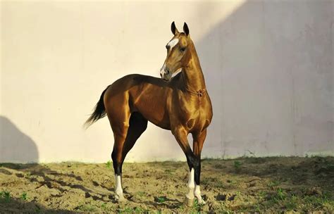 Akhal Teke Horse: Care, Cost & History (2024) | Horses Only