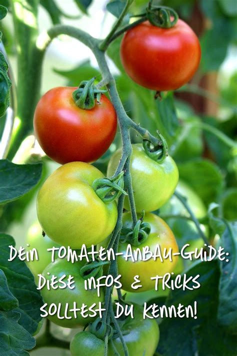 Dein Tomaten Anbau Guide Schritt für Schritt zur erfolgreichen