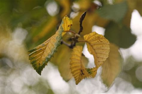 Leaves Autumn Bokeh - Free photo on Pixabay - Pixabay