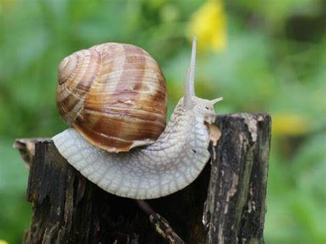 Diese 3 Schnecken sind nützlich in deinem Garten