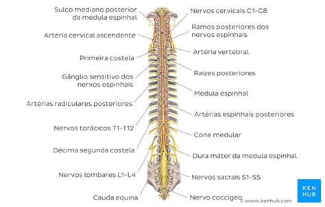 A Medula Espinhal - Medula espinal - Anatomia, tratos, nervos espinhais | Kenhub