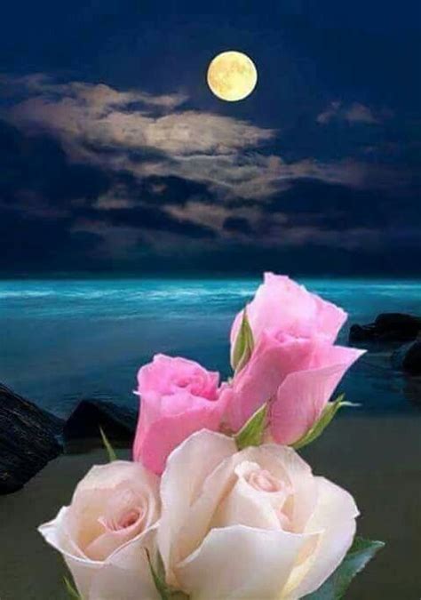 Pin By Eneida Jimenez On Flores Good Night Flowers Good Night Moon