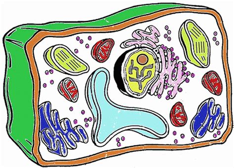 Plant Cell Diagram Not Labeled