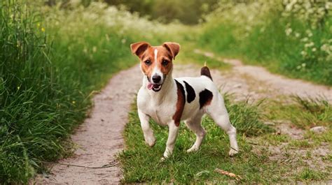 Cuántos años vive un Jack Russell Terrier Blog de ADOPTA un Animal