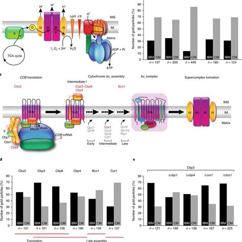 Mitochondrial 3D ultrastructure visualized by FIB-SEM a, Transmission ... 