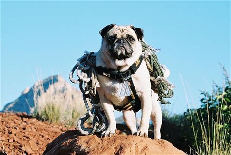 1lt Vincent Thomas Pug U S Army Photograph by Allen Kimble jr