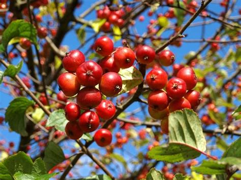 Crab Apple - Malus sylvestris - St Ives Community Orchard CIC