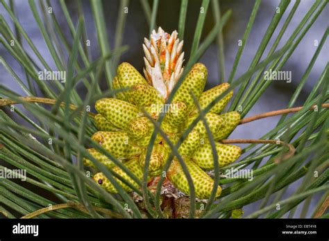 Corsican Pine High Resolution Stock Photography And Images Alamy