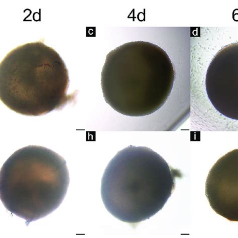 Micrographs Showing Morphological Changes Of Follicles Within 8 Days Of