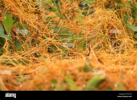 Cuscuta Stock Photos & Cuscuta Stock Images - Alamy