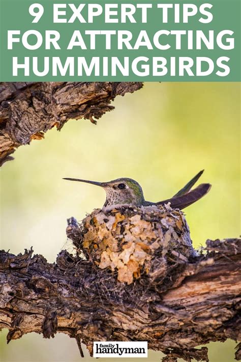 Expert Tips For Attracting Hummingbirds To Your Backyard