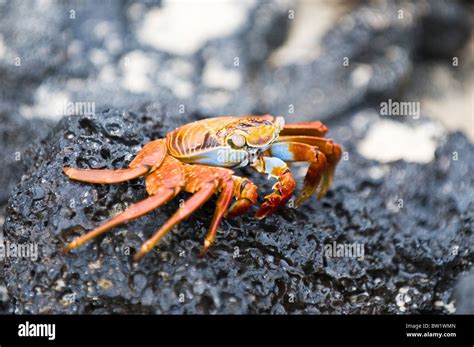 Sally Lightfoot Crab Grapsus Grapsus Cormorant Point Isla Santa