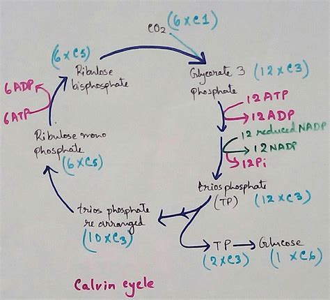 The Calvin Cycle Mechanism Of C Cycle What Is Solarization